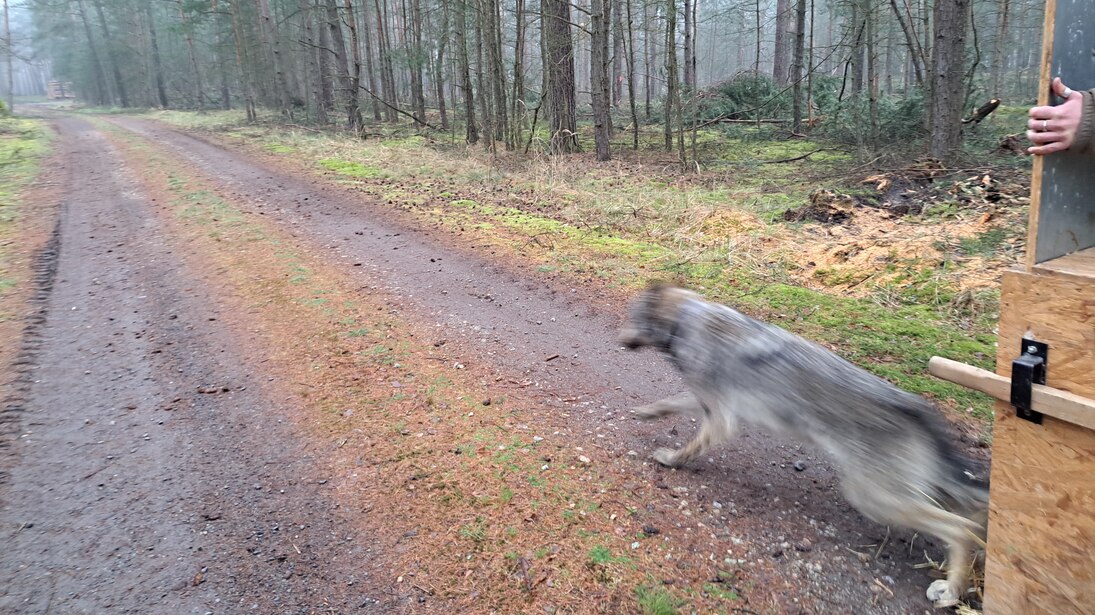 Wolf FT22 läuft aus der geöffneten Aufwachkiste auf den Waldweg.
