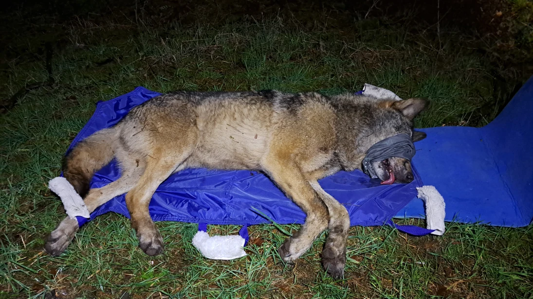 Wolf MT9 liegt betäubt und mit verbundenen Augen auf einer Isomatte