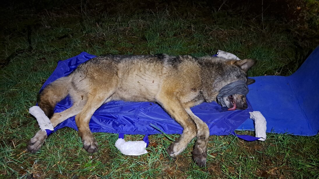 Wolf MT9 liegt betäubt und mit verbundenen Augen auf einer Isomatte