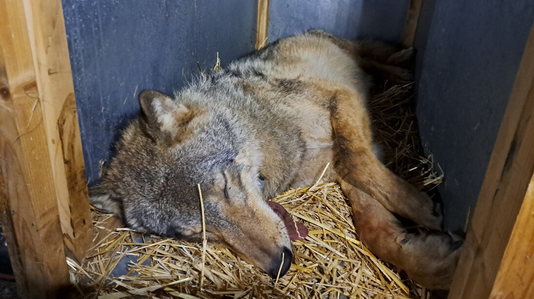 Wolf MT10 liegt noch betäubt in der Aufwachkiste.
