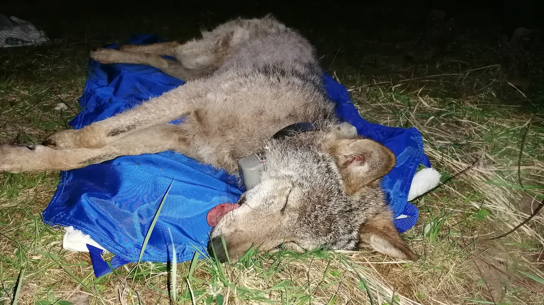 Wolf MT11 liegt betäubt mit Halsbandsender auf einer Isomatte.