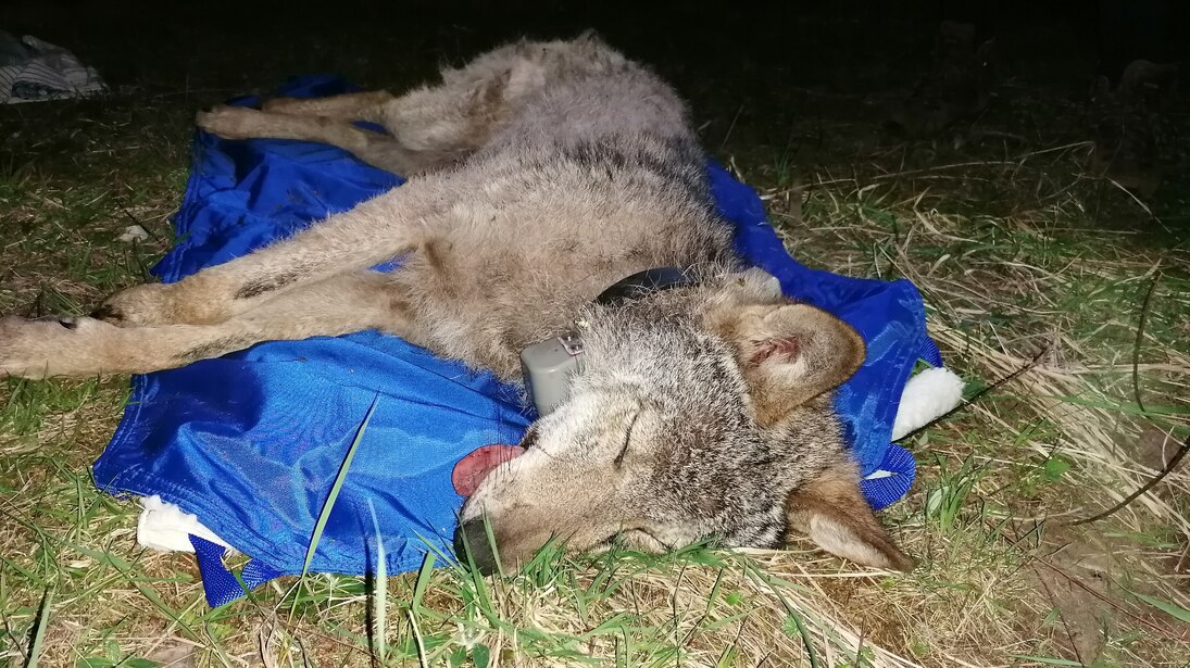 Wolf MT11 liegt betäubt mit Halsbandsender auf einer Isomatte.