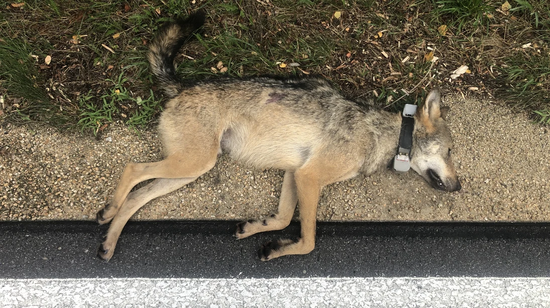 Wolf MT11 liegt tot am Straßenrand.