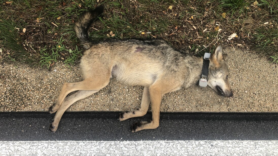 Wolf MT11 liegt tot am Straßenrand.
