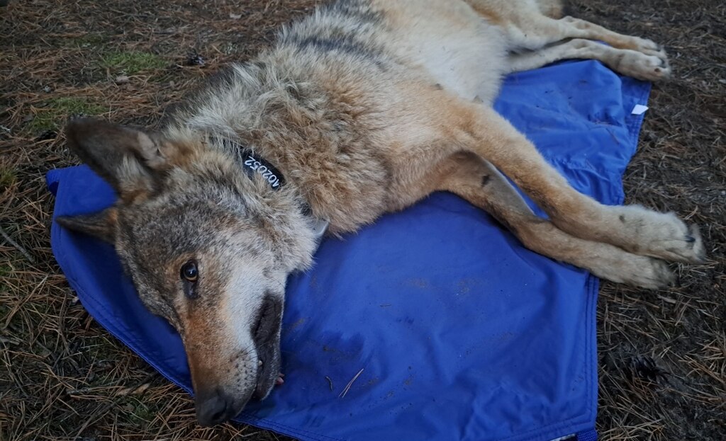 Der Wolf MT12 liegt betäubt mit dem bereits angelegtem Senderhalsband auf einer Isomatte.