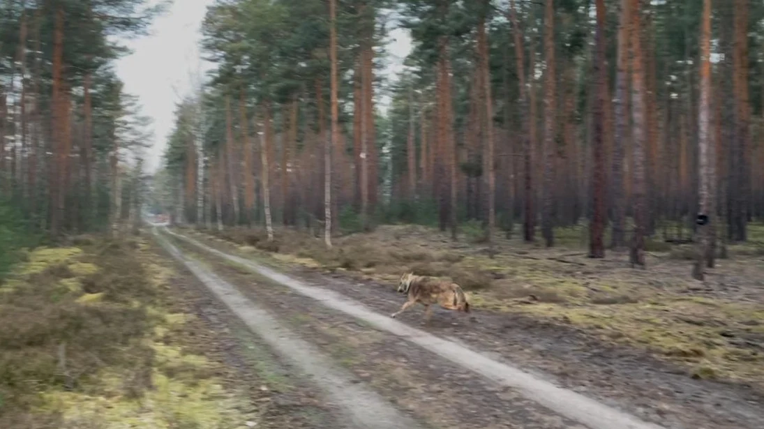 Der Wolf MT13 rennt über einen Waldweg davon.