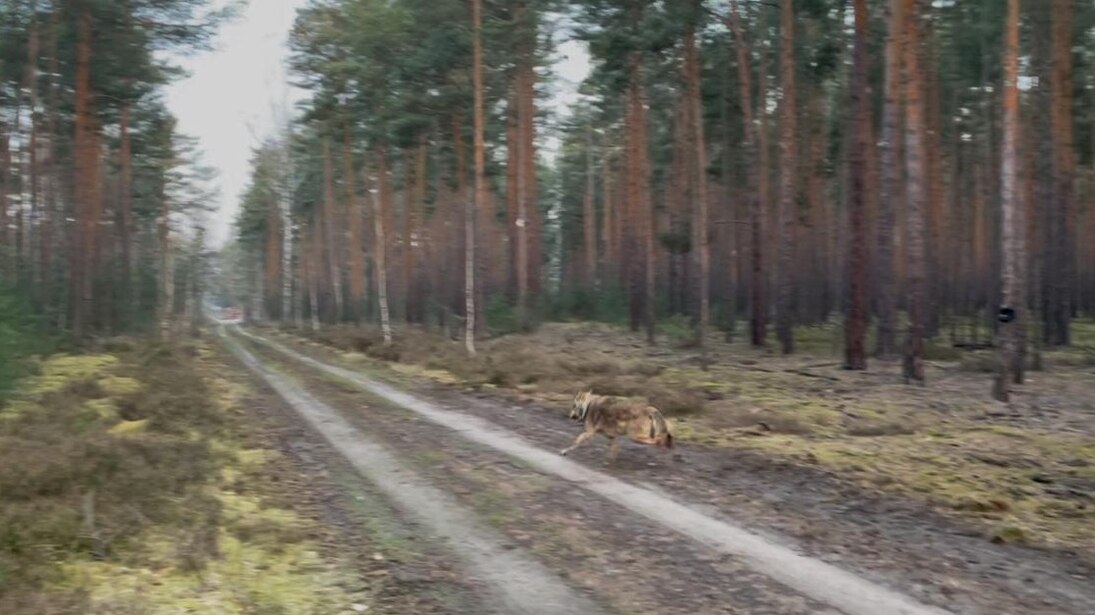 Der Wolf MT13 rennt über einen Waldweg davon.