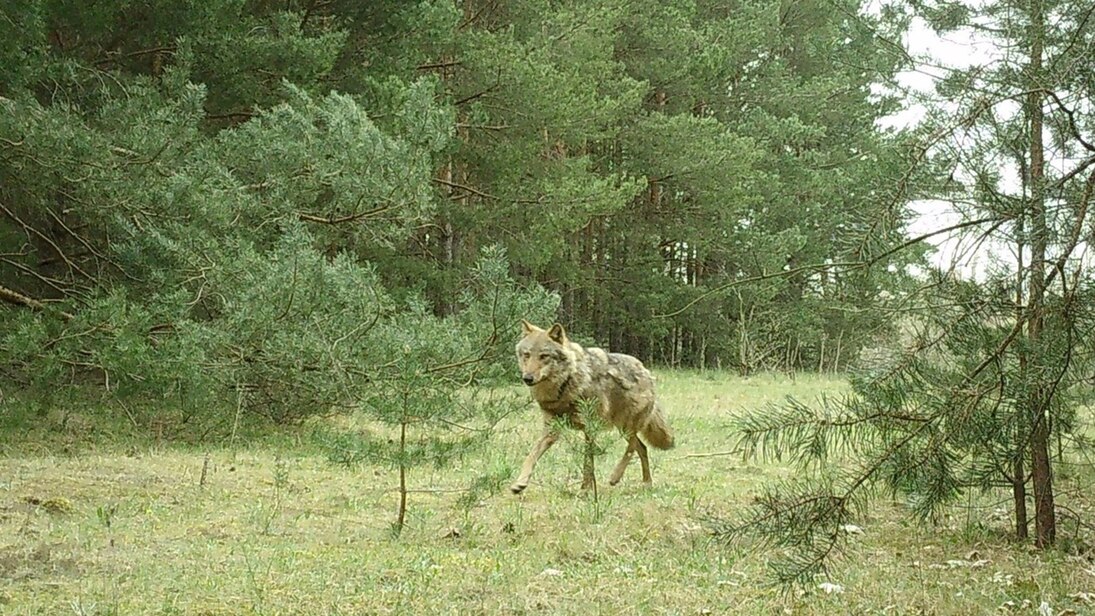 Ein Wolf läuft einen Forstweg entlang, auf die Fotofalle zu.