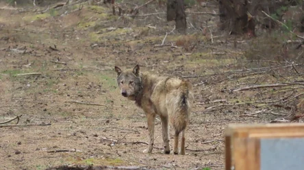 Der Wolf MT14 steht auf einem Waldweg und schaut über die Schulter zurück zur Aufwachkiste nach der Besenderung.