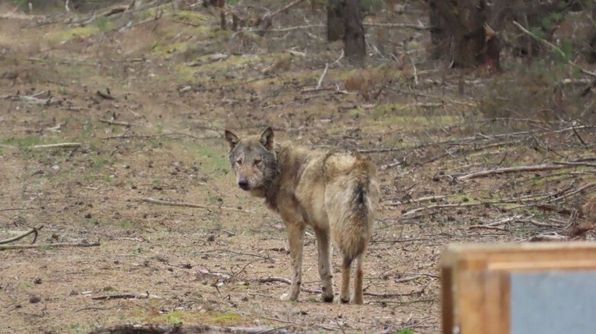 Der Wolf MT14 steht auf einem Waldweg und schaut über die Schulter zurück zur Aufwachkiste nach der Besenderung.