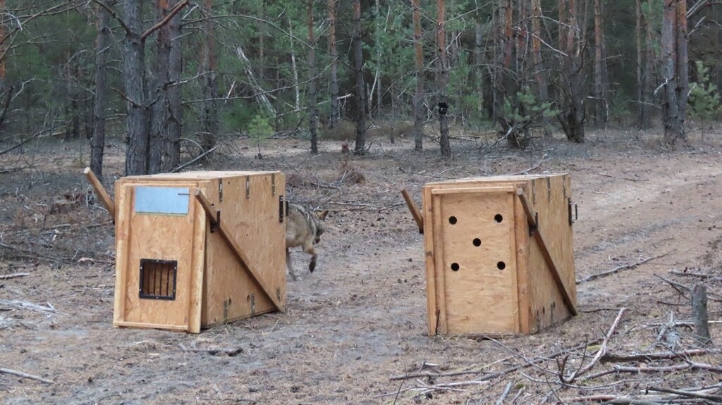 Zwei Aufwachkisten stehen nach der Besenderung auf einem Waldweg. Die linke ist bereits geöffnet und FT18 verlässt diese.