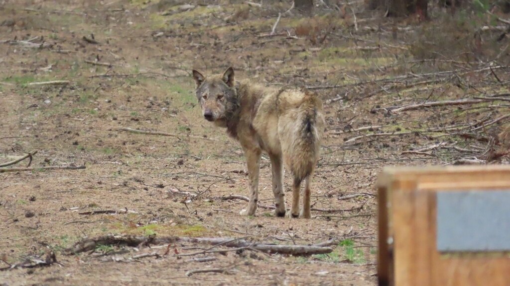 Der Wolf MT14 steht auf einem Waldweg und schaut über die Schulter zurück zur Aufwachkiste nach der Besenderung.