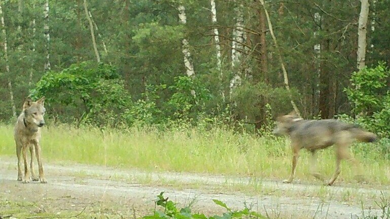 Ein Wolf steht auf einem Waldweg, ein zweiter läuft auf ihn zu.