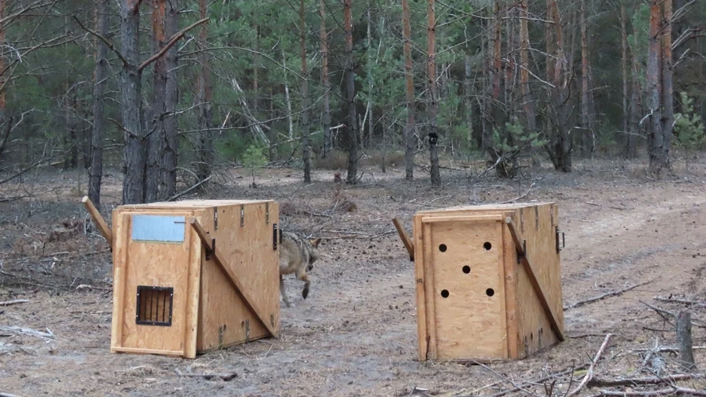 Zwei Aufwachkisten stehen nach der Besenderung auf einem Waldweg. Die linke ist bereits geöffnet und FT18 verlässt diese.