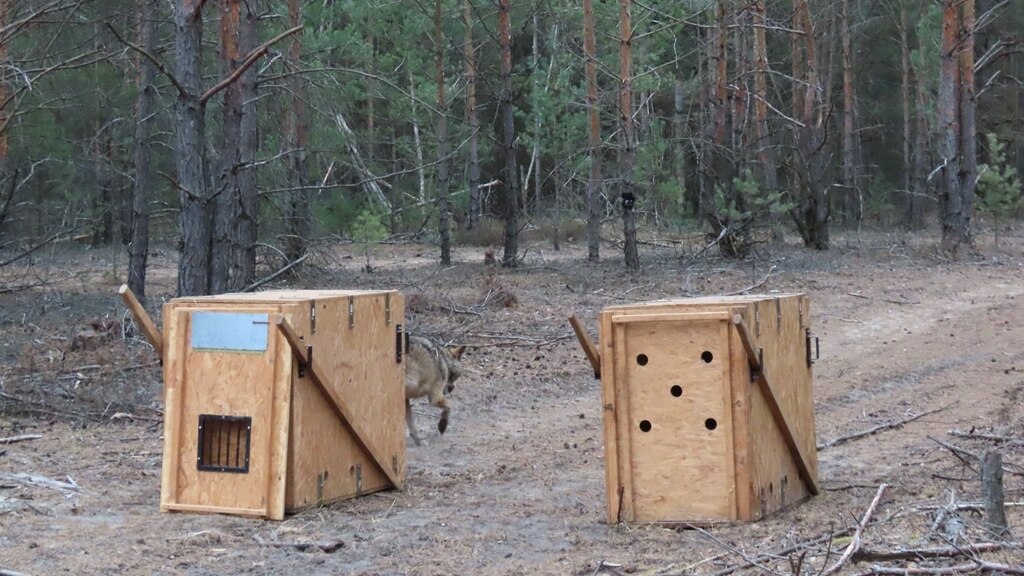 Zwei Aufwachkisten stehen nach der Besenderung auf einem Waldweg. Die linke ist bereits geöffnet und FT18 verlässt diese.