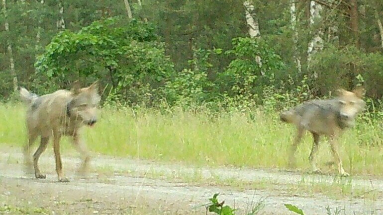 Zwei Wölfe, Rüde und Fähe, laufen einen Forstweg entlang. Beide tragen einen Halsbandsender