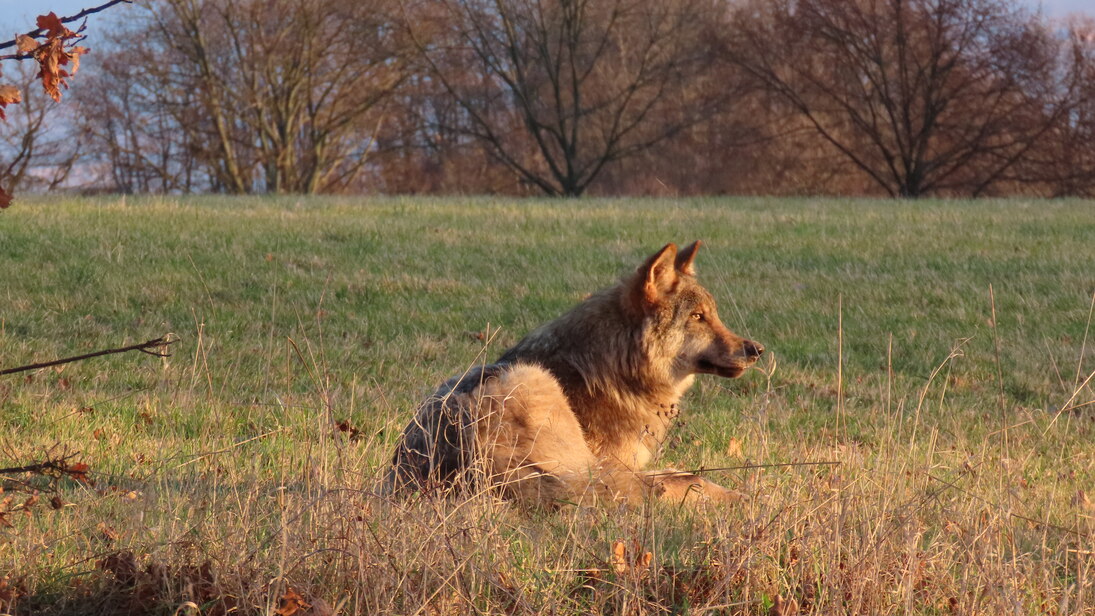 Wolf liegt auf einer Wiese.