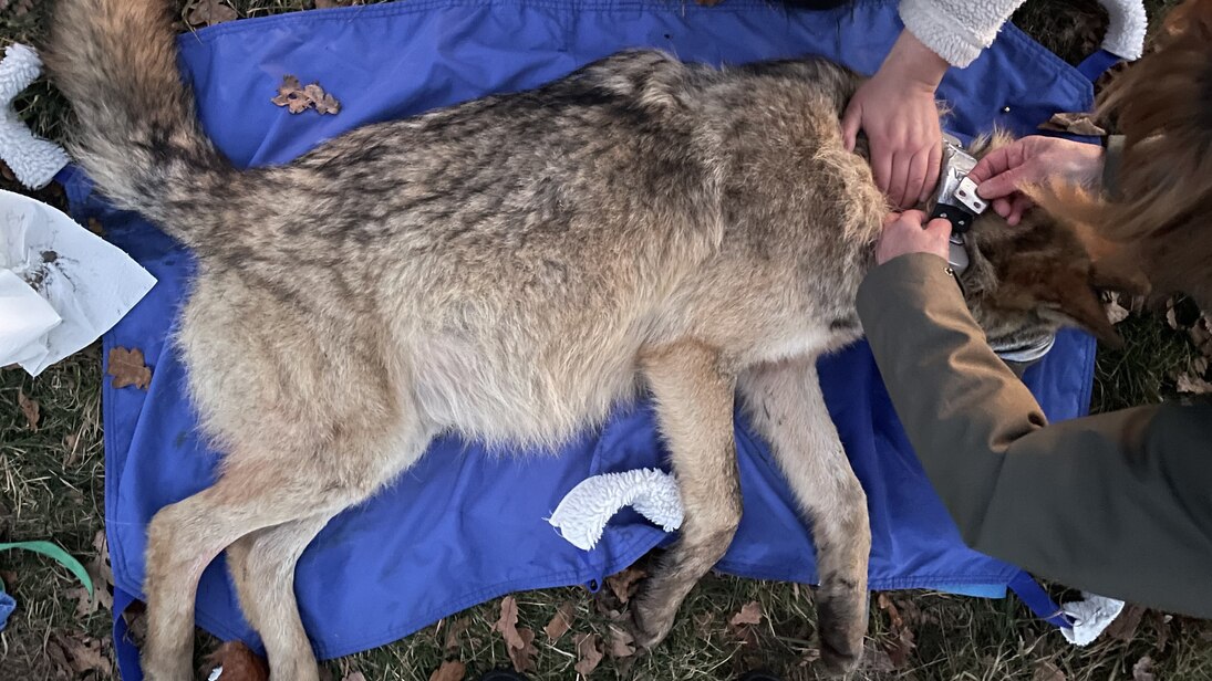 Wolf liegt betäubt auf einer Isomatte während ihm der Halsbandsender angelegt wird.