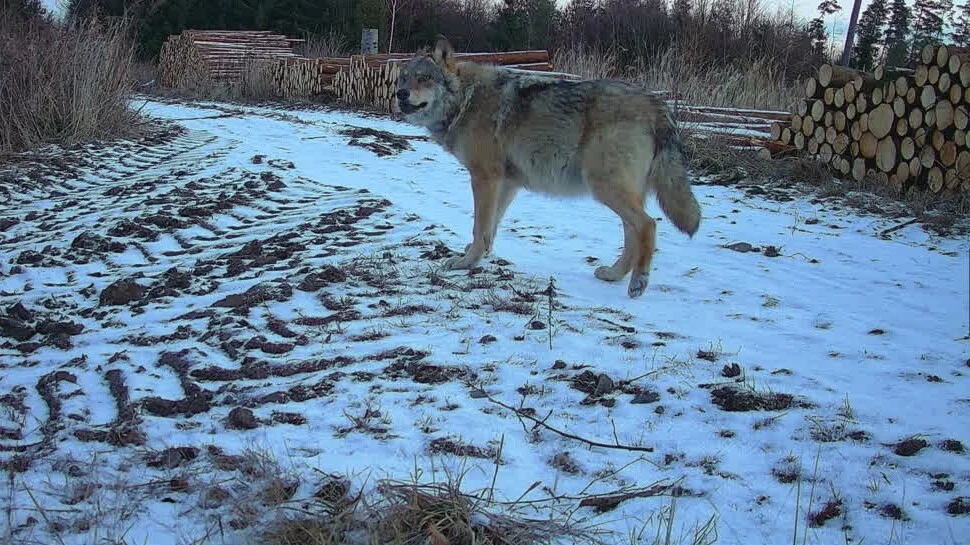 Wolf steht auf einem Forstweg und schaut nach oben.