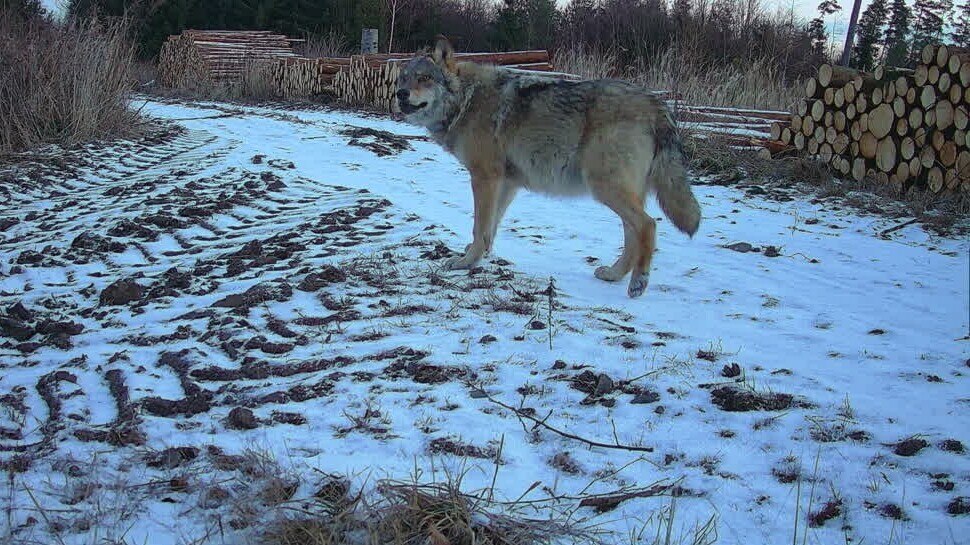 Wolf steht auf einem Forstweg und schaut nach oben.