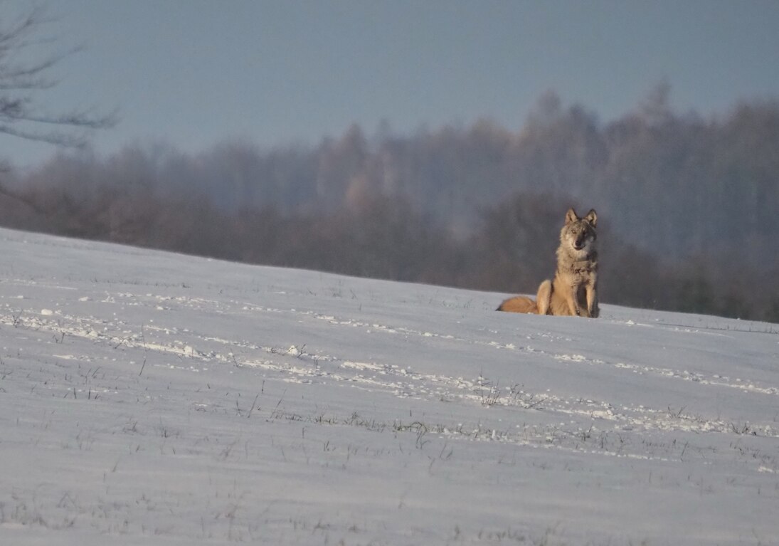Wolf sitzt auf einer mit Schnee bedeckten Wiese.