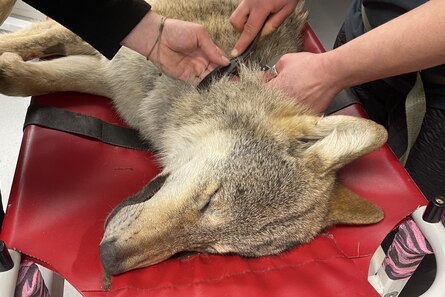 Der Wolf liegt auf einer Untersuchungsliege vom Tierarzt während er betäubt ist und ihm ein Halsbandsender angelegt wird.