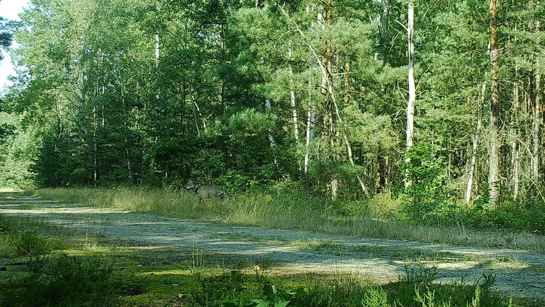 Wölfin FT18 läuft über einen Waldweg.