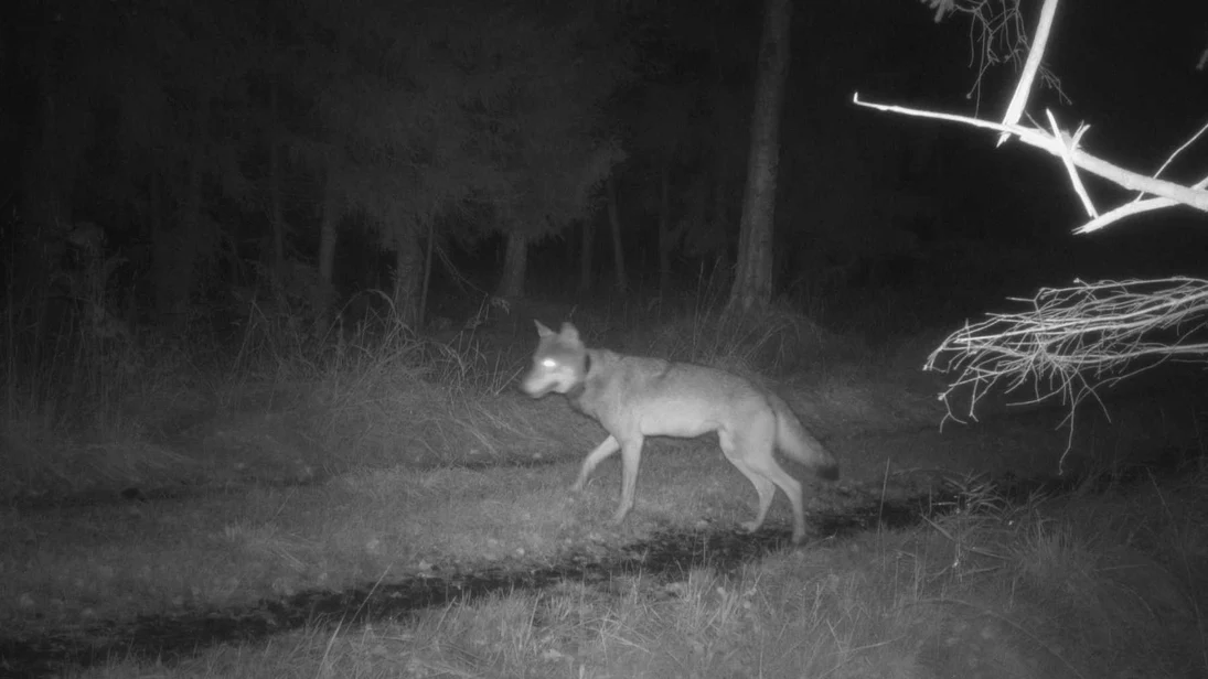 Wölfin FT22 quert einen Waldweg in der Nacht.