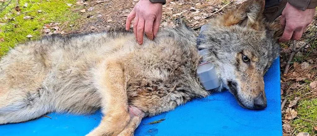 Ein Wolf liegt betäubt auf einer Matte nachdem ihm ein Senderhalsband angelegt wurde.