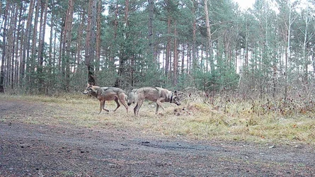 Wolf MT12 steht zusammen mit seiner Partnerin an einer Wegkreuzung und schnuppert am Wegesrand.