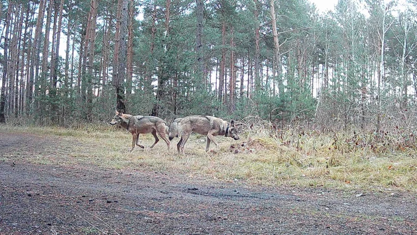 Wolf MT12 steht zusammen mit seiner Partnerin an einer Wegkreuzung und schnuppert am Wegesrand.