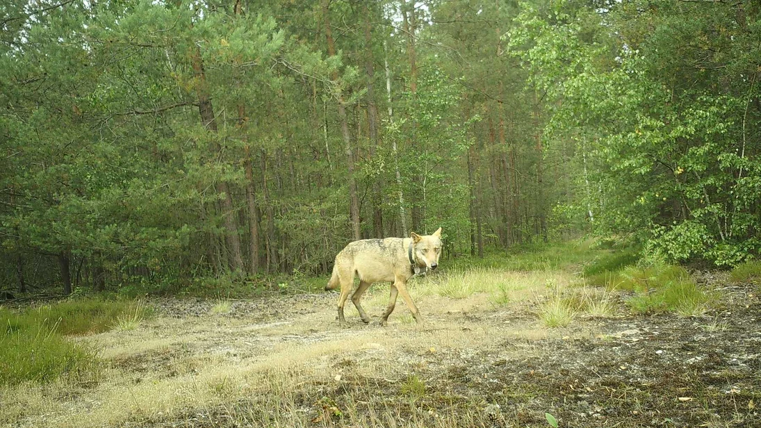 Wolf MT13 läuft über eine Waldwegkreuzung.
