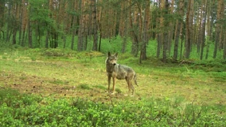 Wolf Ralf Schreyer