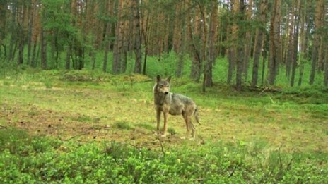 Wolf Ralf Schreyer