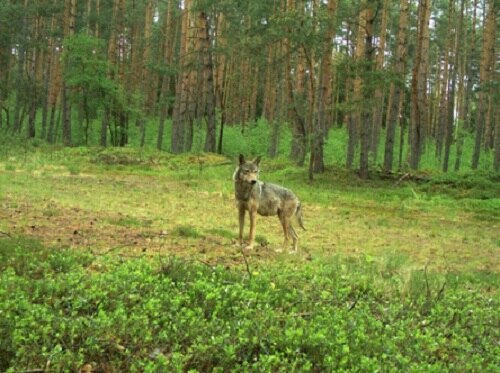 Wolf auf Wildkamera