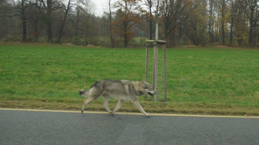 Wolfshund läuft entlang einer Straße