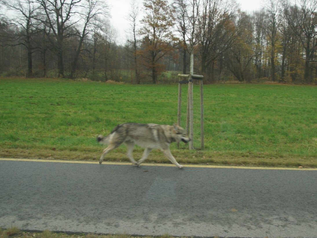 Wolfshund läuft entlang einer Straße