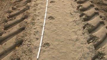 Eine Wolfsspur in der Gangart geschnürter Trab im Sand