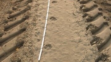 Eine Wolfsspur in der Gangart geschnürter Trab im Sand