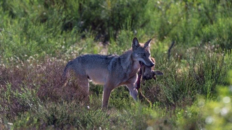 Wolf trägt Rehkitz im Maul