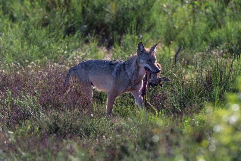 Wolf trägt Rehkitz im Maul