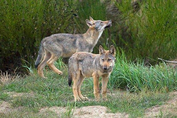Zwei Wolfswelpen