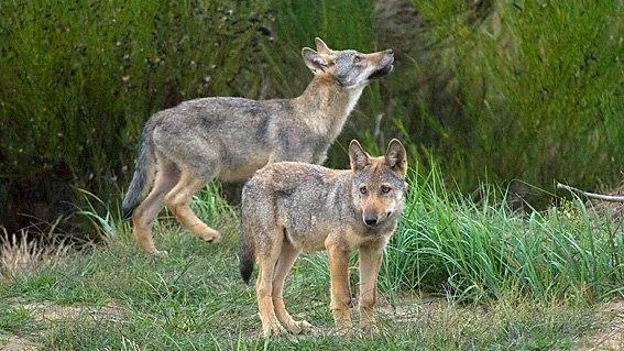 Zwei Wolfswelpen