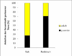 Anteil Jungtiere